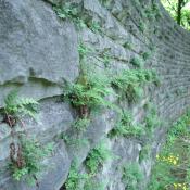 Die Mauer aus Rüdersdorfer Kalkstein bietet ideale Wuchsbedingungen für seltene Mauerfarne. © B. Seitz
